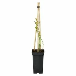 BAUHAUS Piardino Kletterrose Rosa Hybride 'Moonlight ®'