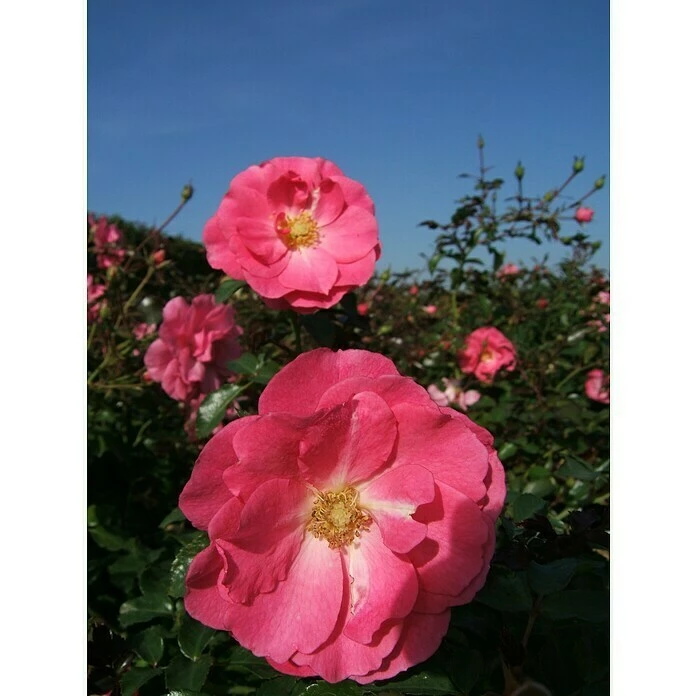 BAUHAUS Bodendeckerrose Rosa 'Mirato' -R-, Topfvolumen: 4,5 L, Leuchtend Pink 1 BAUHAUS Bodendeckerrose Rosa 'Mirato' -R-, Topfvolumen: 4,5 L, Leuchtend Pink