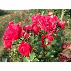 BAUHAUS Bodendeckerrose Rosa 'Gärtnerfreude' -R-, Topfvolumen: 4,5 L, Himbeerrot