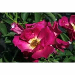 BAUHAUS Bodendeckerrose Rosa 'Weg Der Sinne' -R-, Topfvolumen: 4,5 L, Lila