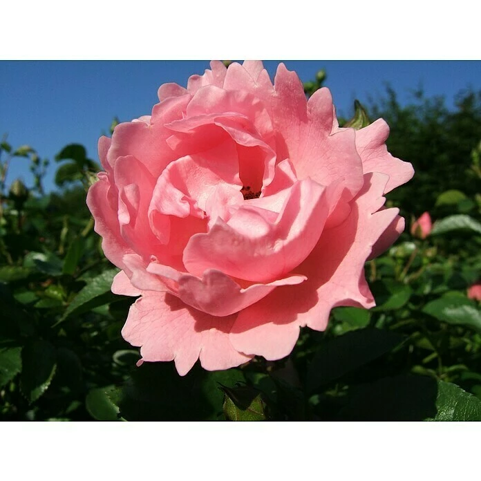 BAUHAUS Bodendeckerrose Rosa 'Sommerwind' -R-, Topfvolumen: 4,5 L, Rosa 1 BAUHAUS Bodendeckerrose Rosa 'Sommerwind' -R-, Topfvolumen: 4,5 L, Rosa