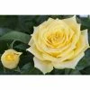 BAUHAUS Piardino Edelrose Rosa Hybride 'Diamonds Forever ®', Topfgröße: 19 Cm, Gelb