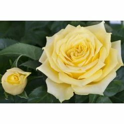 BAUHAUS Piardino Edelrose Rosa Hybride 'Diamonds Forever ®', Topfgröße: 19 Cm, Gelb