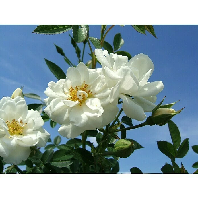 BAUHAUS Bodendeckerrose Rosa 'Kent' -R-, Topfvolumen: 4,5 L, Reinweiß 1 BAUHAUS Bodendeckerrose Rosa 'Kent' -R-, Topfvolumen: 4,5 L, Reinweiß