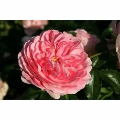BAUHAUS Bodendeckerrose Rosa 'Larissa' -R-, Topfvolumen: 4,5 L, Zartrosa
