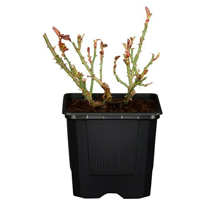 BAUHAUS Piardino Edelrose Rosa Hybride 'Acapella ®', Topfgröße: 19 Cm, Silber-Kirschrot 2 BAUHAUS Piardino Edelrose Rosa Hybride 'Acapella ®', Topfgröße: 19 Cm, Silber-Kirschrot – Bild 2