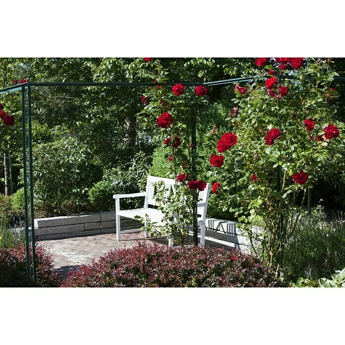 BAUHAUS Piardino Edelrose Rosa Hybride 'Acapella ®', Topfgröße: 19 Cm, Silber-Kirschrot 3 BAUHAUS Piardino Edelrose Rosa Hybride 'Acapella ®', Topfgröße: 19 Cm, Silber-Kirschrot – Bild 3