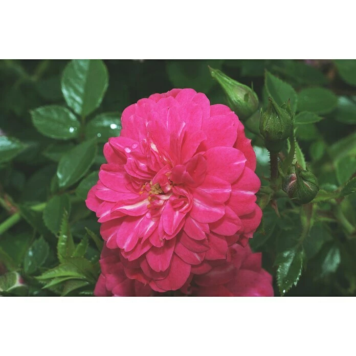 BAUHAUS Bodendeckerrose Rosa 'Knirps' -R-, Topfvolumen: 4,5 L, Kräftig Rosa 1 BAUHAUS Bodendeckerrose Rosa 'Knirps' -R-, Topfvolumen: 4,5 L, Kräftig Rosa