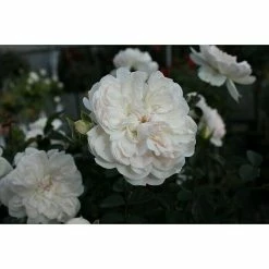 BAUHAUS Bodendeckerrose Rosa 'Swany' -R-, Topfvolumen: 4,5 L, Weiß