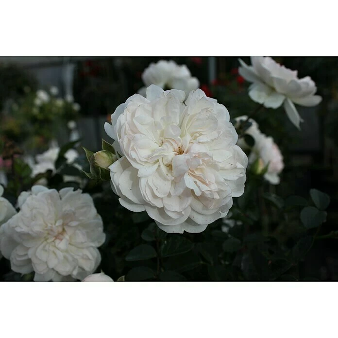 BAUHAUS Bodendeckerrose Rosa 'Swany' -R-, Topfvolumen: 4,5 L, Weiß 1 BAUHAUS Bodendeckerrose Rosa 'Swany' -R-, Topfvolumen: 4,5 L, Weiß