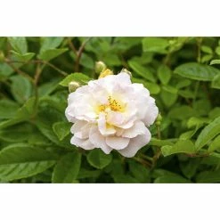 BAUHAUS Piardino Edelrose Rosa Hybride 'Annapurna ®', Weiß, Topfgröße: 19 Cm