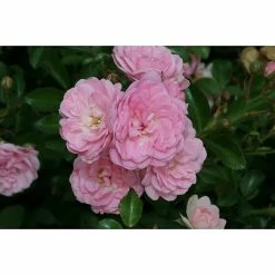 BAUHAUS Bodendeckerrose Rosa 'The Fairy', Topfvolumen: 4,5 L, Rosa