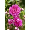 BAUHAUS Piardino Kletterrose Rosa Hybride 'Eden Rose ®'