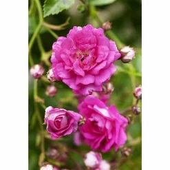 BAUHAUS Piardino Kletterrose Rosa Hybride 'Eden Rose ®'