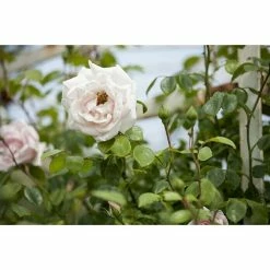 BAUHAUS Piardino Kletterrose Rosa Hybride 'Schneewalzer ®'