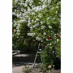 BAUHAUS Piardino Kletterrose Rosa Hybride 'Schneewalzer ®' -Bauhaus Shop 12 2286