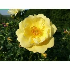 BAUHAUS Bodendeckerrose Rosa 'Sunny Rose' -R-, Topfvolumen: 4,5 L, Zartgelb
