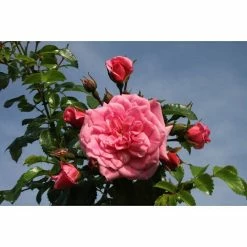 BAUHAUS Bodendeckerrose Rosa 'Palmengarten Frankfurt' -R-, Topfvolumen: 4,5 L, Kräftig Rosa