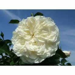 BAUHAUS Bodendeckerrose Rosa 'White Meidiland' -R-, Topfvolumen: 4,5 L, Reinweiß