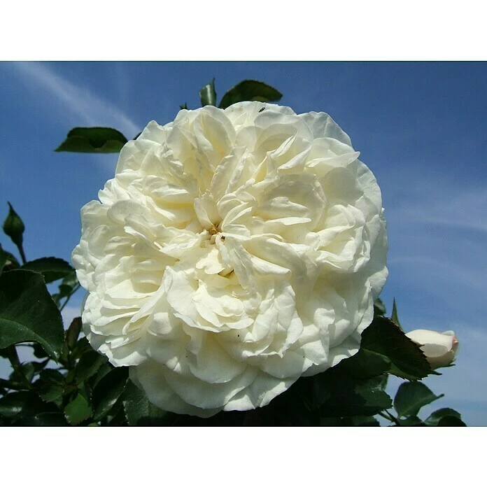 BAUHAUS Bodendeckerrose Rosa 'White Meidiland' -R-, Topfvolumen: 4,5 L, Reinweiß 1 BAUHAUS Bodendeckerrose Rosa 'White Meidiland' -R-, Topfvolumen: 4,5 L, Reinweiß