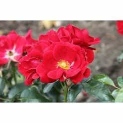 BAUHAUS Bodendeckerrose Rosa 'Matador' -R-, Topfvolumen: 4,5 L, Rot