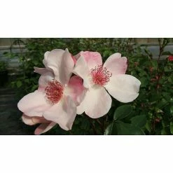 BAUHAUS Bodendeckerrose Rosa 'Sweet Pretty' -R-, Topfvolumen: 4,5 L, Rosa/Weiß