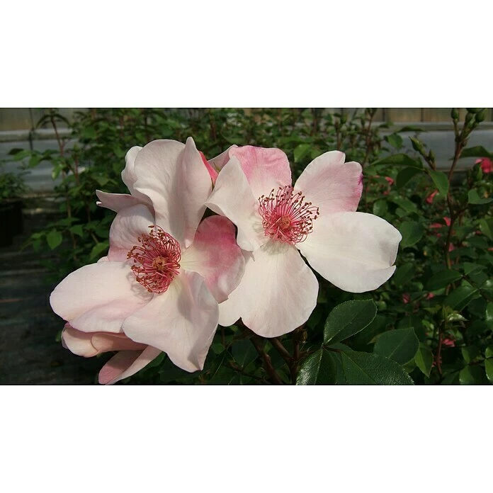 BAUHAUS Bodendeckerrose Rosa 'Sweet Pretty' -R-, Topfvolumen: 4,5 L, Rosa/Weiß 1 BAUHAUS Bodendeckerrose Rosa 'Sweet Pretty' -R-, Topfvolumen: 4,5 L, Rosa/Weiß