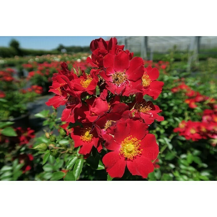 BAUHAUS Bodendeckerrose Rosa 'Bienenweide Rot' -R-, Topfvolumen: 4,5 L, Leuchtend Rot 1 BAUHAUS Bodendeckerrose Rosa 'Bienenweide Rot' -R-, Topfvolumen: 4,5 L, Leuchtend Rot