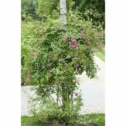 BAUHAUS Piardino Kletterrose Rosa Hybride 'Westerland ®' -Bauhaus Shop 12 2295