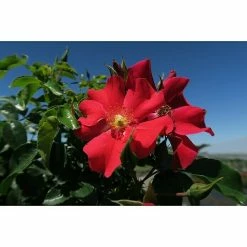 BAUHAUS Bodendeckerrose Rosa 'Alexander Von Humboldt' -R- ADR, Topfvolumen: 4,5 L, Rot