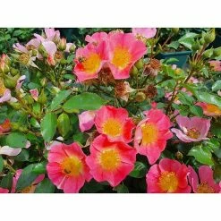 BAUHAUS Bodendeckerrose Rosa 'Topolina' -R-, Topfvolumen: 4,5 L, Rosa