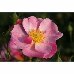 BAUHAUS Bodendeckerrose Rosa 'Lavender Dream' -R-, Topfvolumen: 4,5 L, Lavendelfarben