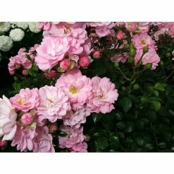 BAUHAUS Bodendeckerrose Rosa 'Satina' -R-, Topfvolumen: 4,5 L, Zartrosa