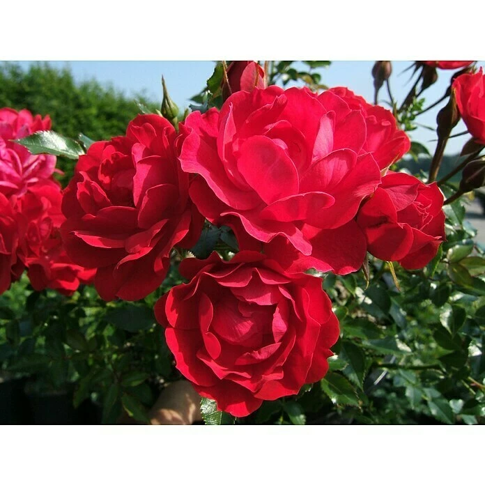 BAUHAUS Bodendeckerrose Rosa 'Limesglut' -R-, Topfvolumen: 4,5 L, Blutrot 1 BAUHAUS Bodendeckerrose Rosa 'Limesglut' -R-, Topfvolumen: 4,5 L, Blutrot