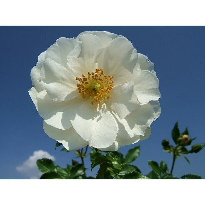 BAUHAUS Bodendeckerrose Rosa 'Diamant' -R-, Topfvolumen: 4,5 L, Reinweiß 1 BAUHAUS Bodendeckerrose Rosa 'Diamant' -R-, Topfvolumen: 4,5 L, Reinweiß