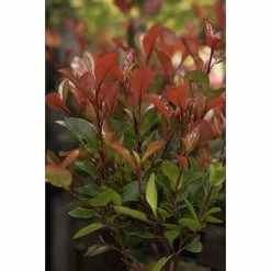 Alternative view of BAUHAUS Piardino Glanzmispel Red Robin Photinia Fraseri 'Red Robin', Topfvolumen: 15 L