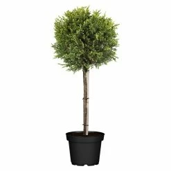 BAUHAUS Piardino Leyland-Zypresse Cupressocyparis Leylandii 'Castlewellan Gold', Niederstamm, 26 Cm