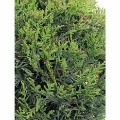 Alternative view of BAUHAUS Piardino Leyland-Zypresse Cupressocyparis Leylandii 'Castlewellan Gold', Niederstamm, 26 Cm