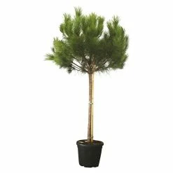 BAUHAUS Piardino Pinie Pinus Pinea