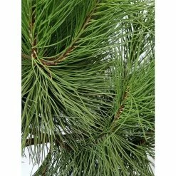 Alternative view of BAUHAUS Piardino Pinie Pinus Pinea