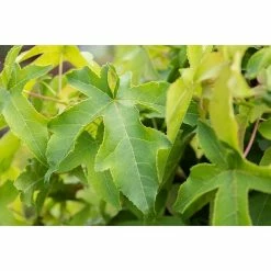 BAUHAUS Piardino Amberbaum Gumball Liquidambar Styraciflua 'Gumball'