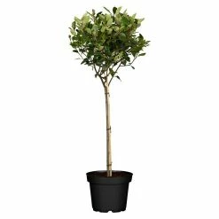 BAUHAUS Piardino Glanzmispel Red Robin Photinia Fraseri 'Red Robin', Topfvolumen: 55 L