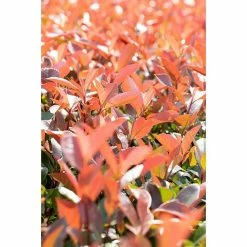 Alternative view of BAUHAUS Piardino Glanzmispel Red Robin Photinia Fraseri 'Red Robin', Topfvolumen: 55 L