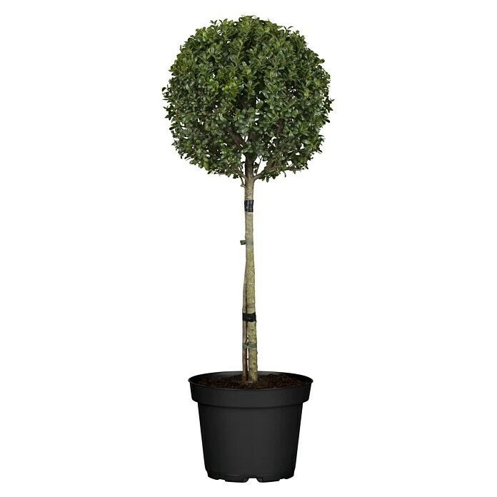 BAUHAUS Piardino Japan-Stechpalme Ilex Crenata 1 BAUHAUS Piardino Japan-Stechpalme Ilex Crenata