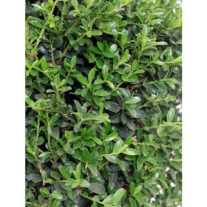 BAUHAUS Piardino Japan-Stechpalme Ilex Crenata 3 BAUHAUS Piardino Japan-Stechpalme Ilex Crenata – Bild 3