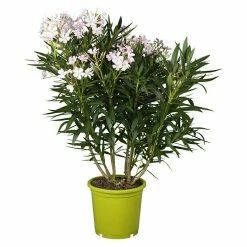 BAUHAUS Piardino Oleander Nerium Oleander, Topfgröße: 24 Cm, Blütenfarbe: Sortenabhängig
