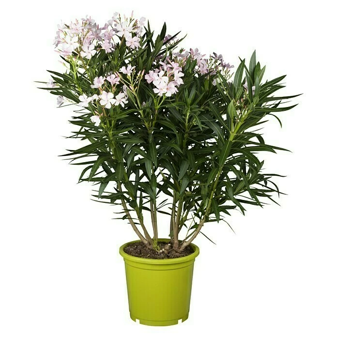BAUHAUS Piardino Oleander Nerium Oleander, Topfgröße: 24 Cm, Blütenfarbe: Sortenabhängig 1 BAUHAUS Piardino Oleander Nerium Oleander, Topfgröße: 24 Cm, Blütenfarbe: Sortenabhängig