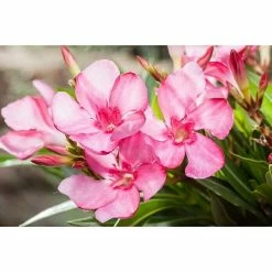 Alternative view of BAUHAUS Piardino Oleander Nerium Oleander, Topfgröße: 24 Cm, Blütenfarbe: Sortenabhängig