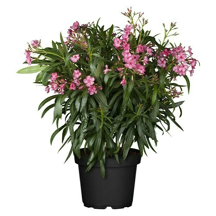BAUHAUS Piardino Oleander Nerium Oleander, Topfgröße: 24 Cm, Blütenfarbe: Sortenabhängig 3 BAUHAUS Piardino Oleander Nerium Oleander, Topfgröße: 24 Cm, Blütenfarbe: Sortenabhängig – Bild 3