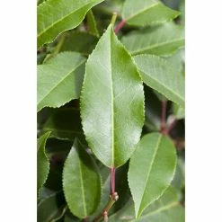 BAUHAUS Piardino Portugiesische Lorbeerkirsche Prunus Lusitanica 'Angustifolia', Niederstamm, Topfgröße: 26 Cm -Bauhaus Shop 12 2324